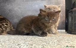 Mixed Breed cats for sale: Ragdoll cross British long hair kittens  - Image 9