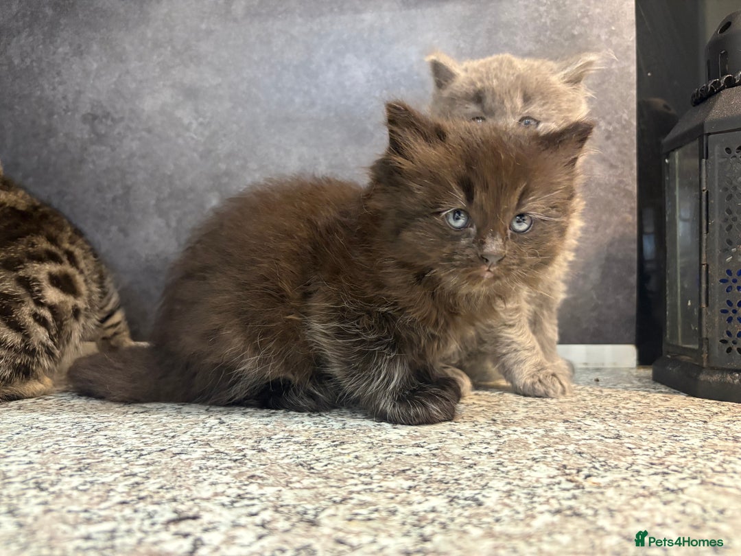 Mixed Breed cats for sale: Ragdoll cross British long hair kittens  - Image 9