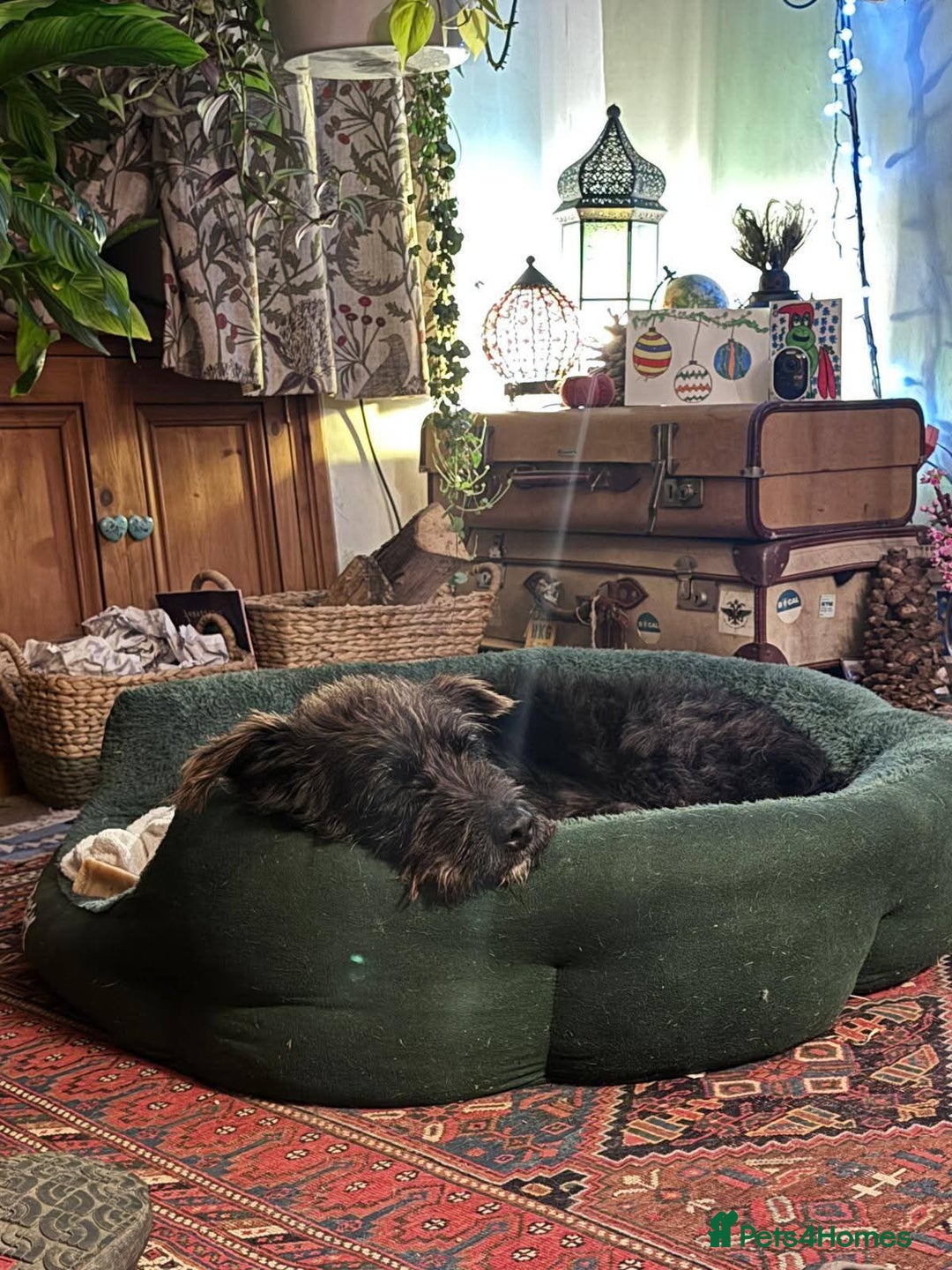 Mixed Breed dogs for adoption: Meet Alfie, currently residing in Cumbria - Advert 8