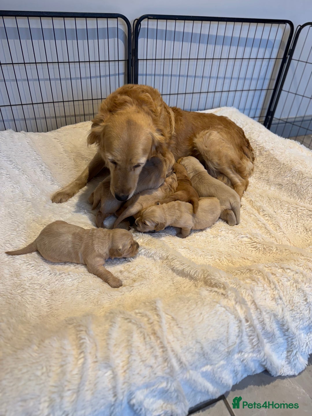 Golden Retriever dogs for sale: Gorgeous KC Golden retrievers  - Advert 7