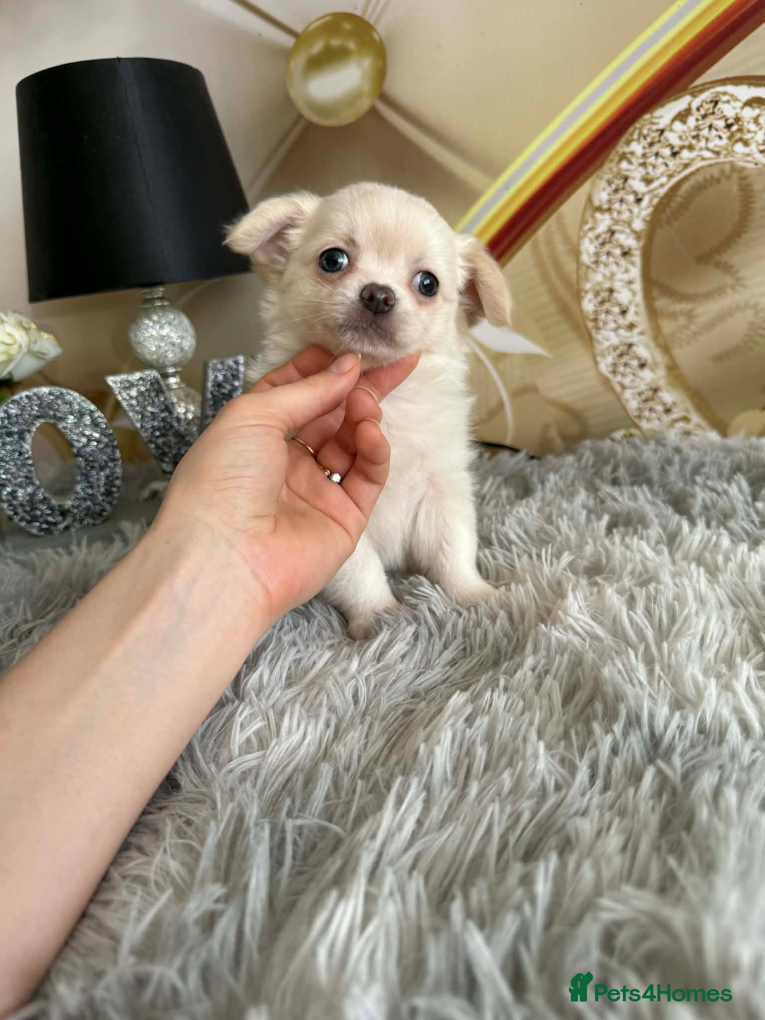 Chihuahua dogs Last boy adorable KC reg Long coat available  - Advert 17
