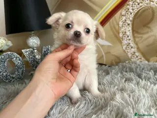 Chihuahua dogs Last boy adorable KC reg Long coat available - Advert 17