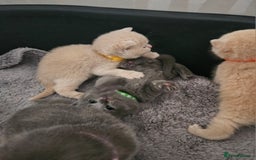 British Shorthair cats for sale: Pretty British shorthair  - Image 8