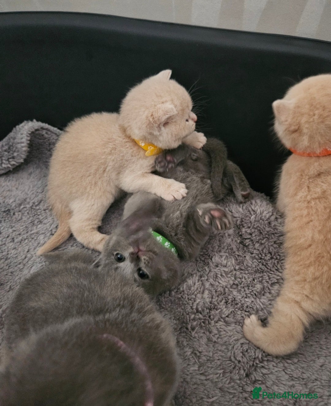 British Shorthair cats for sale: Pretty British shorthair  - Image 8