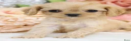 Cavapoo dogs for sale: Health Tested Cavapoo Puppies - Advert 31