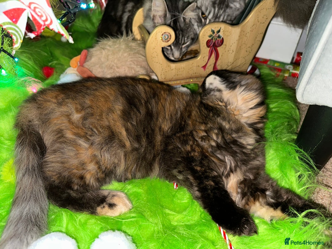 Maine Coon cats for sale: Xl mainecoon kittens dad is Xl very big boy  - Advert 14