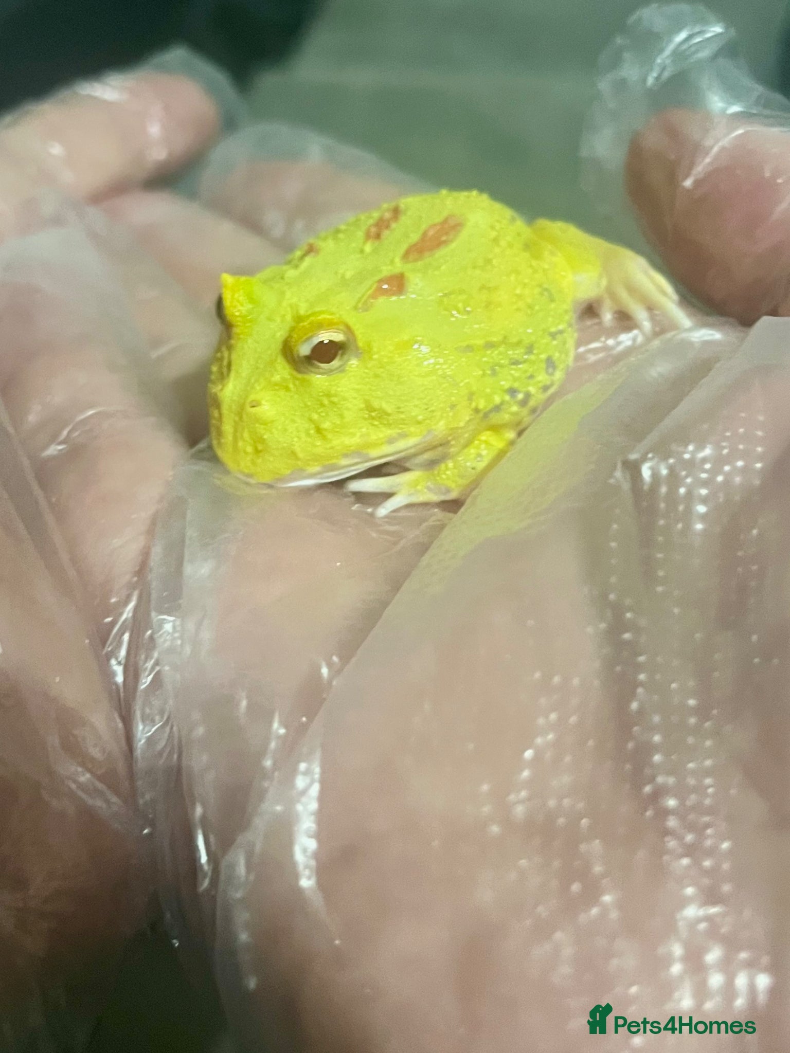 Frog reptiles Baby Pac-Man Froglets  - Advert 10