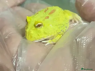 Frog reptiles Baby Pac-Man Froglets - Advert 12