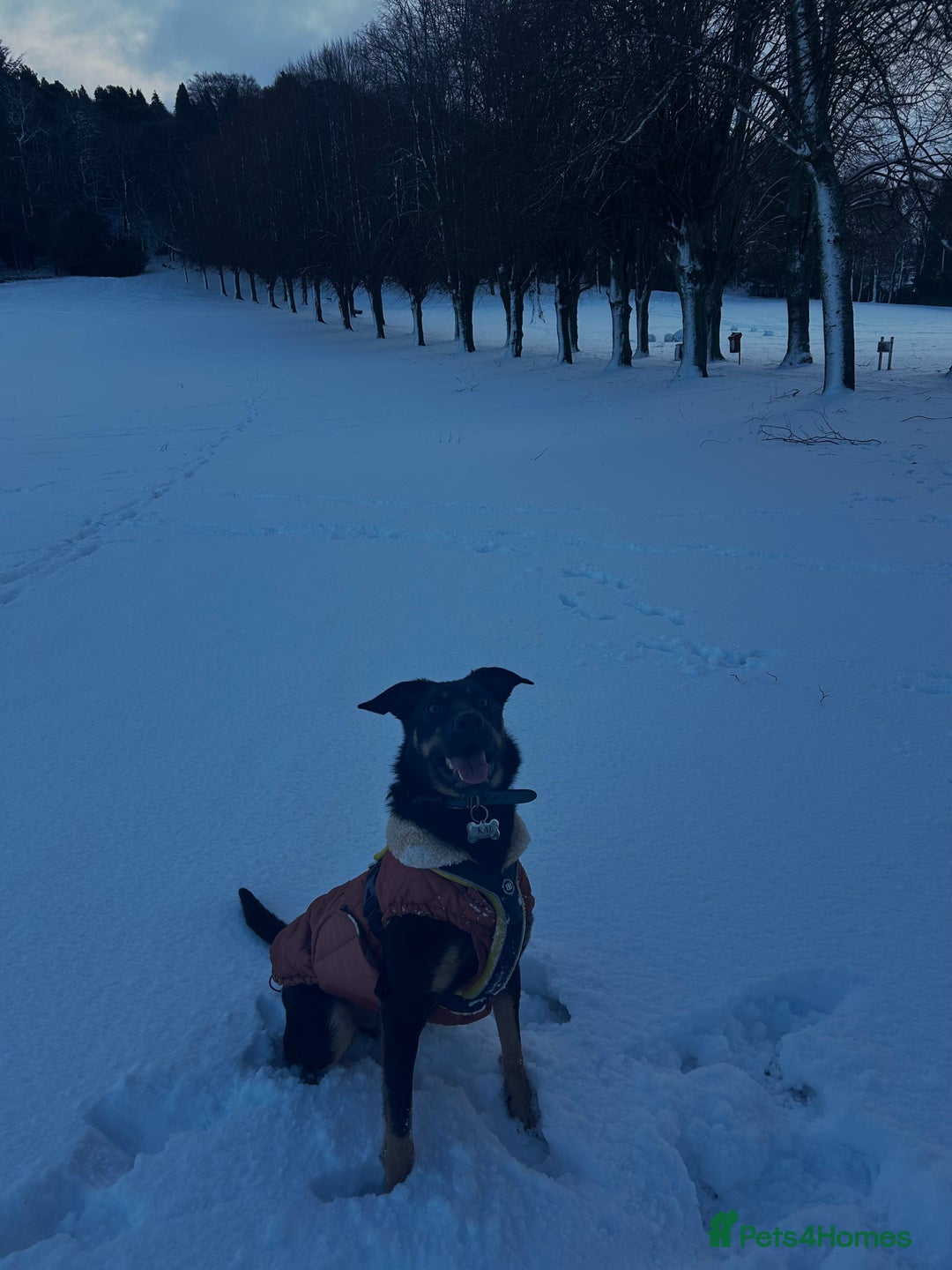 Australian Kelpie dogs for sale: Kal, Australian Kelpie  - Advert 6