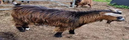 Goats livestock for sale: BOY WHETHER PYGMY GOAT KID FOR SALE - Advert 6