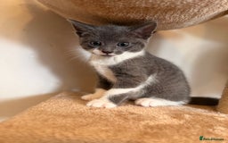 Russian Blue cats for sale: Russian Blue x Beautiful kittens  - Image 6