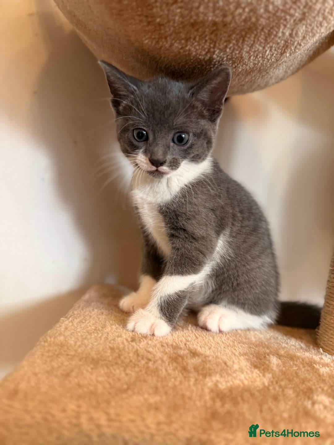 Russian Blue cats for sale: Russian Blue x Beautiful kittens  - Image 6