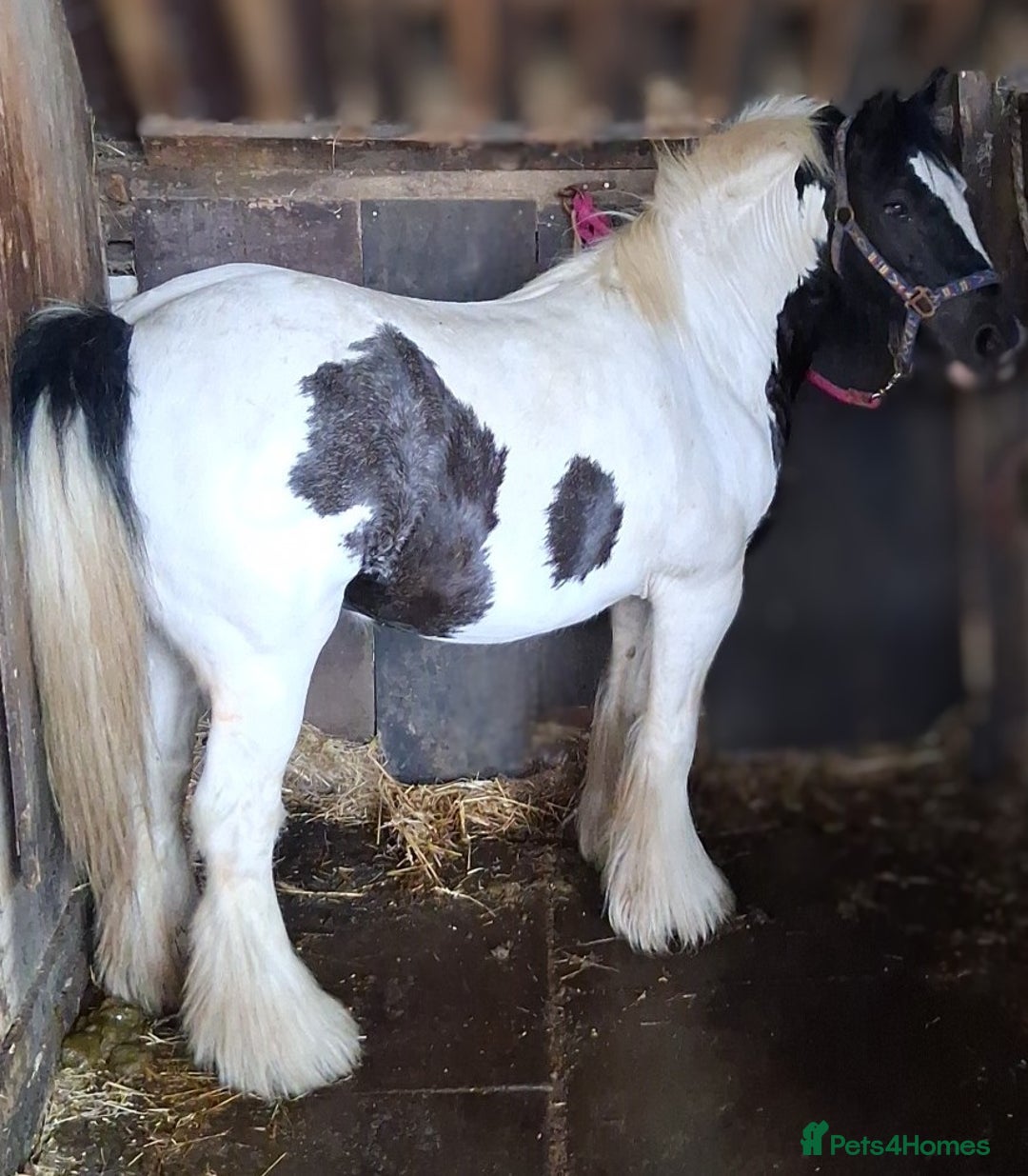 Irish Cob horses for sale: Coloured cob mare  - Advert 2