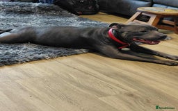 Staffordshire Bull Terrier dogs for sale: Staffordshire Bull Terrier Puppies for Sale - Advert 3