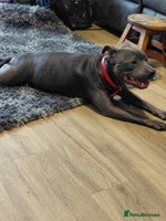 Staffordshire Bull Terrier dogs Staffordshire Bull Terrier Puppies for Sale - Advert 2