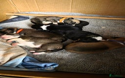 Mixed Breed dogs for sale: Beautiful collie x kelpie puppies  - Image 22