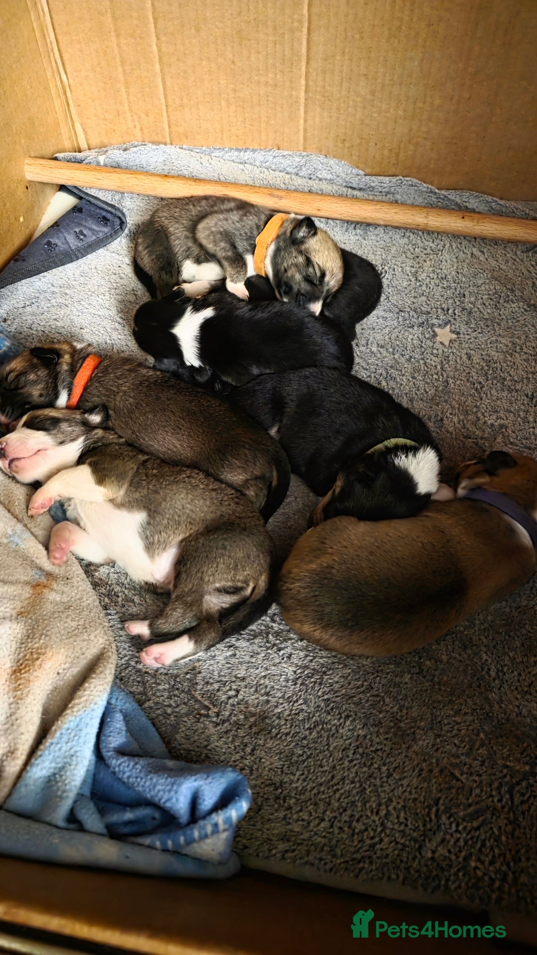 Mixed Breed dogs for sale: Beautiful collie x kelpie puppies  - Image 22