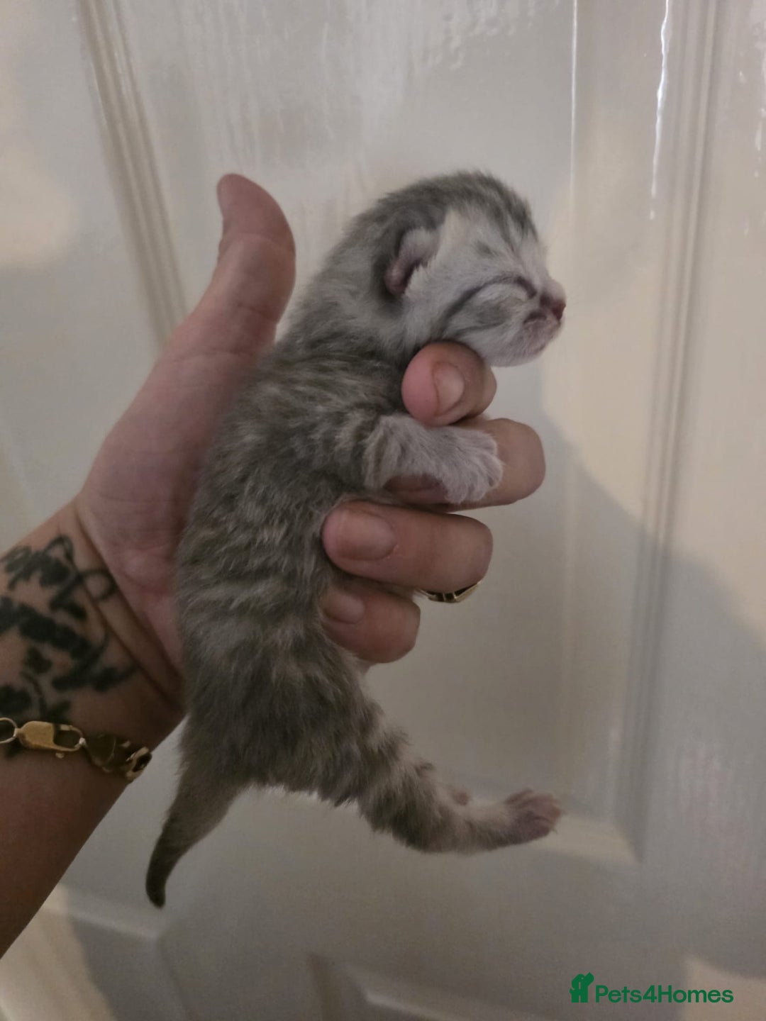 British Shorthair cats for sale: 1 male 1 female British shorthair kitten for sale  - Image 4