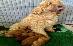 Cockapoo dogs for sale: Cockapoo puppies - Image 1