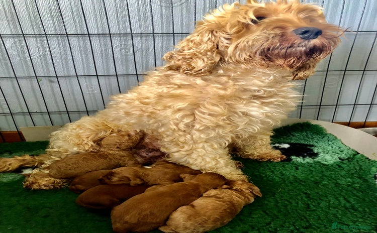 Cockapoo dogs - Advert 2