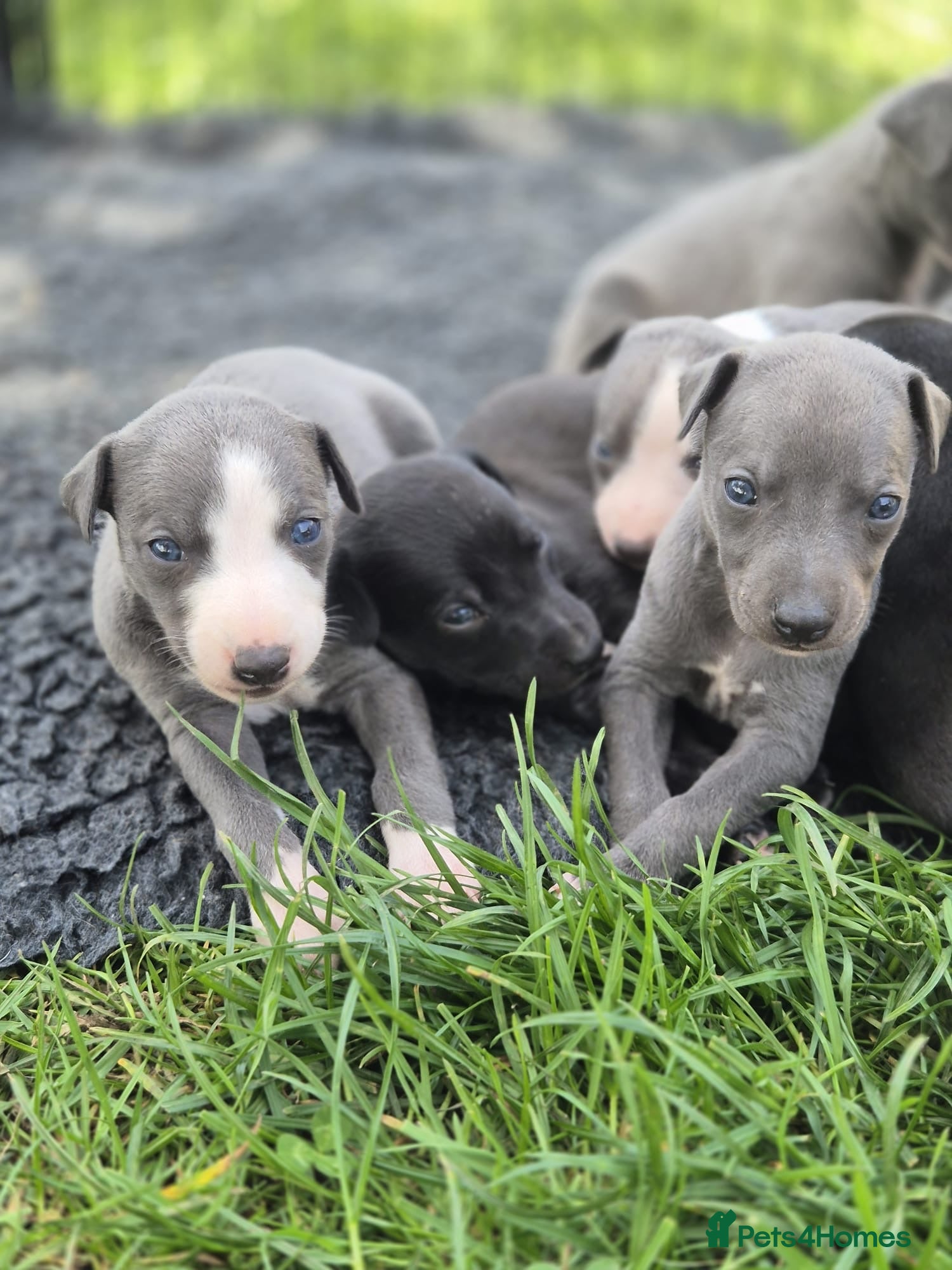 Whippet dogs for sale: Summer’s lovely puppies  in North Tawton - Advert 8