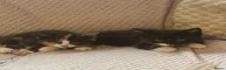Domestic Shorthair cats for sale: Ronnie and Reggie  in Stourbridge - Advert 6