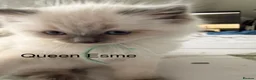 Ragdoll cats for stud: Gccf reg ragdoll lilac point .  - Advert 7