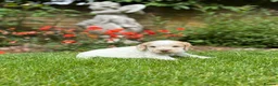 Cocker Spaniel dogs for sale: Royal cocker spaniel puppies - Advert 9