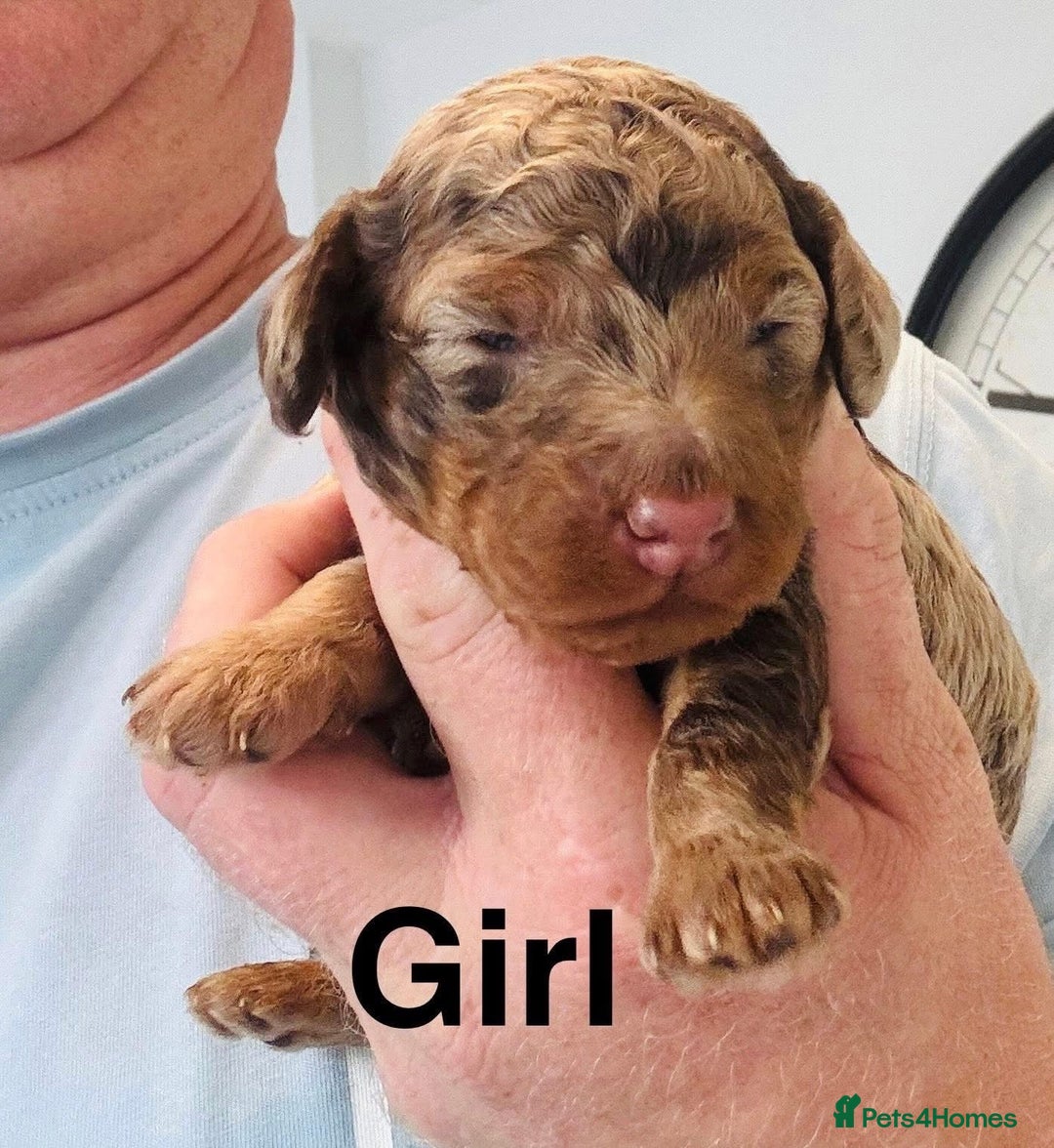 Cockapoo dogs for sale: DNA TESTED Cockapoo puppies, ready 22nd October  - Image 9