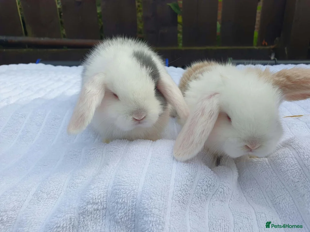 Mixed Breed rabbits for sale: Lion Lop x Vienna Lop Pet Bunnies  - Advert 5