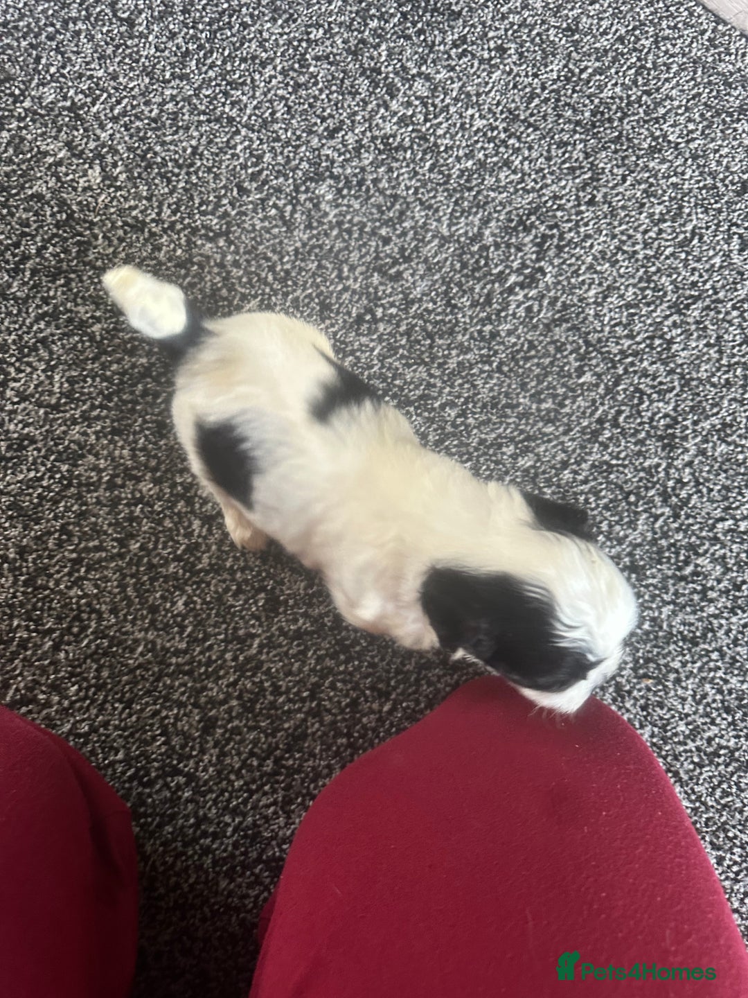 Shihpoo dogs for sale: Beautiful shihpoo puppies for sale - Advert 9