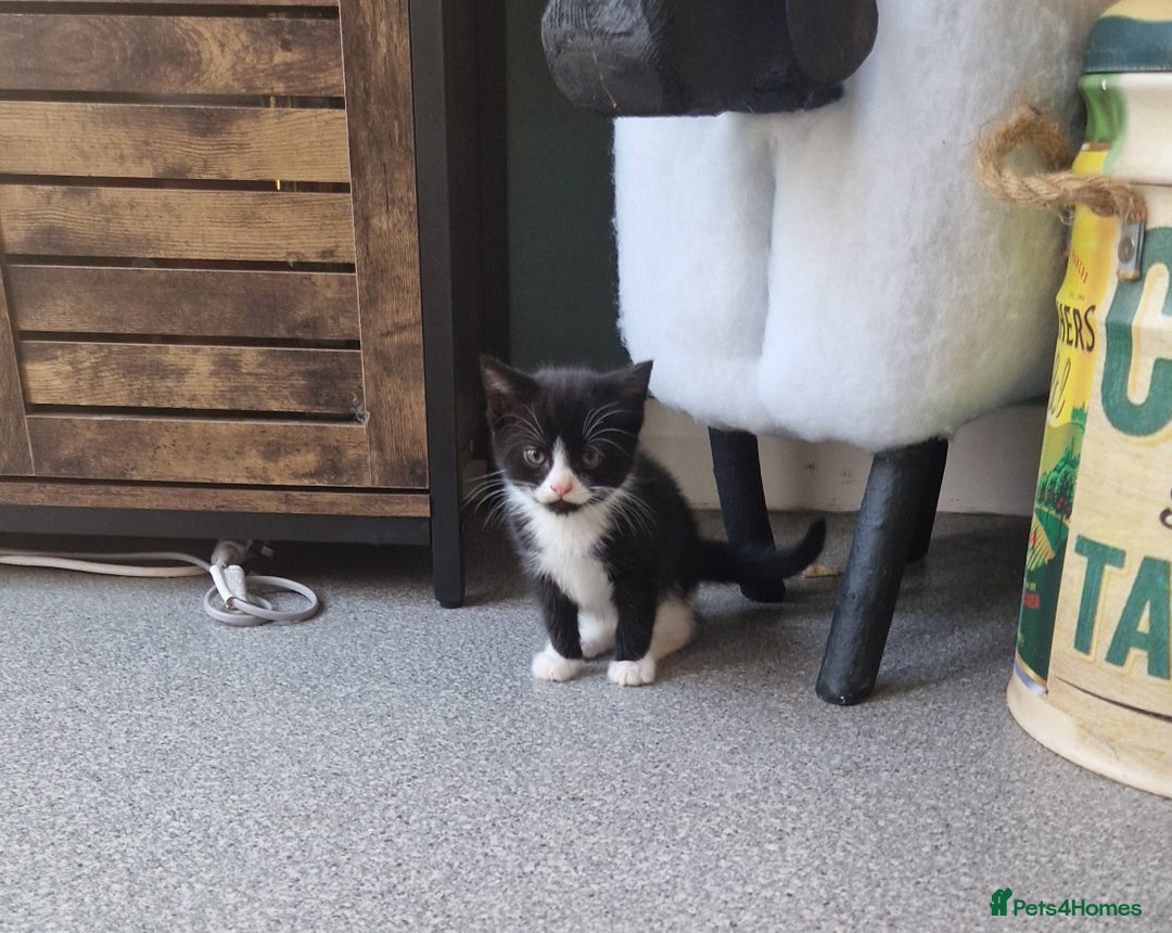 Mixed Breed cats for sale: 2 Beautiful Black & White Kittens - Image 7