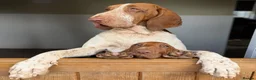 Bracco Italiano dogs for sale: ⭐️⭐️TOP BREEDER 2021,22,23,24,25⭐️⭐️ - Advert 6
