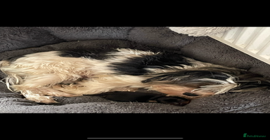 Mixed Breed dogs - Advert 12