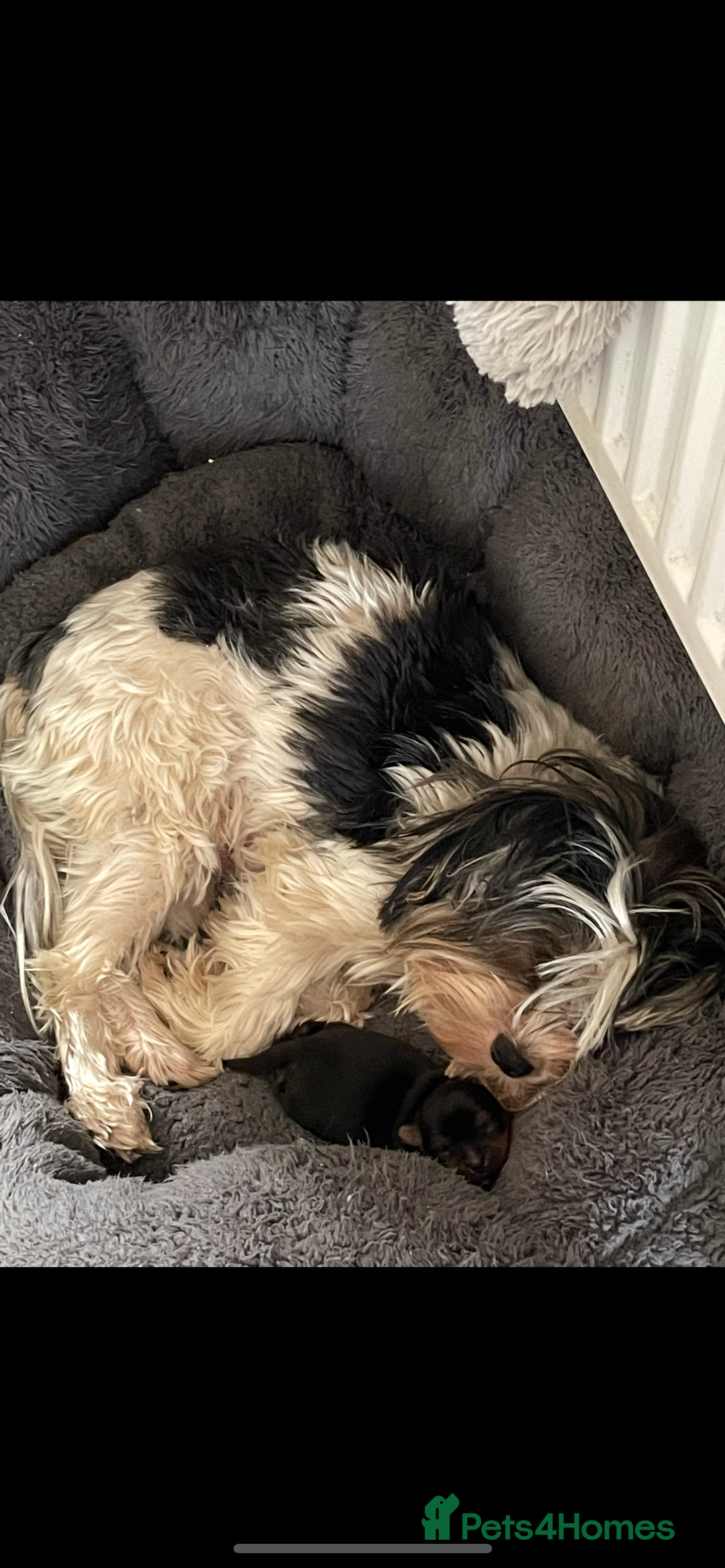 Mixed Breed dogs for sale: Biewer terrier puppy male, vaccs chip ect  - Image 3