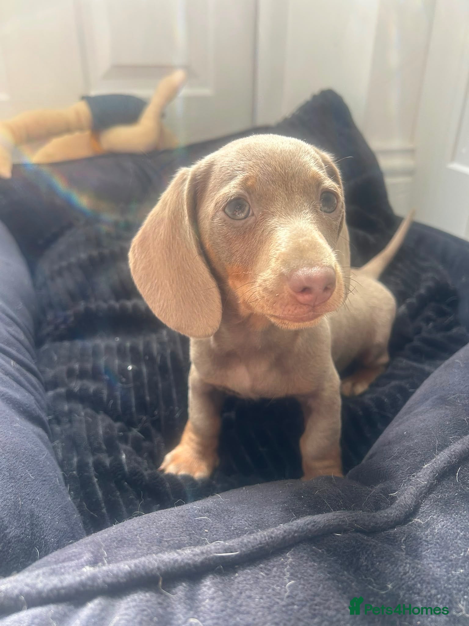 Miniature Dachshund dogs Stunning Isabella and tan male - Advert 1