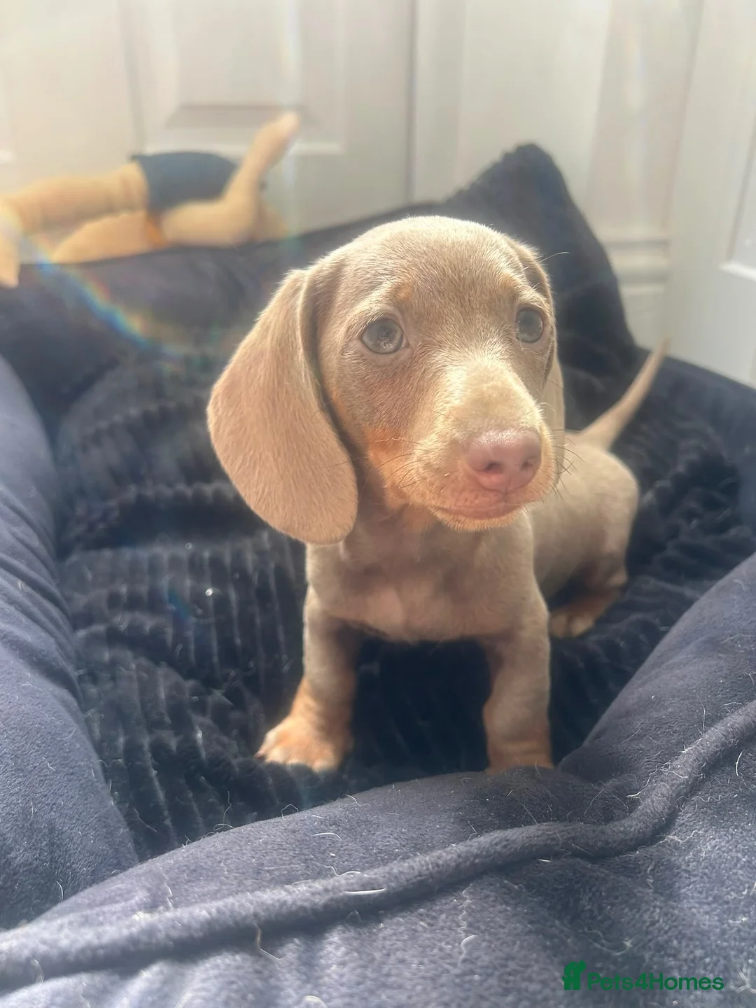 Miniature Dachshund dogs for sale: Stunning Isabella and tan male - Advert 1