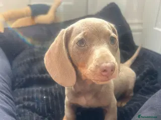 Miniature Dachshund dogs Stunning Isabella and tan male - Advert 1
