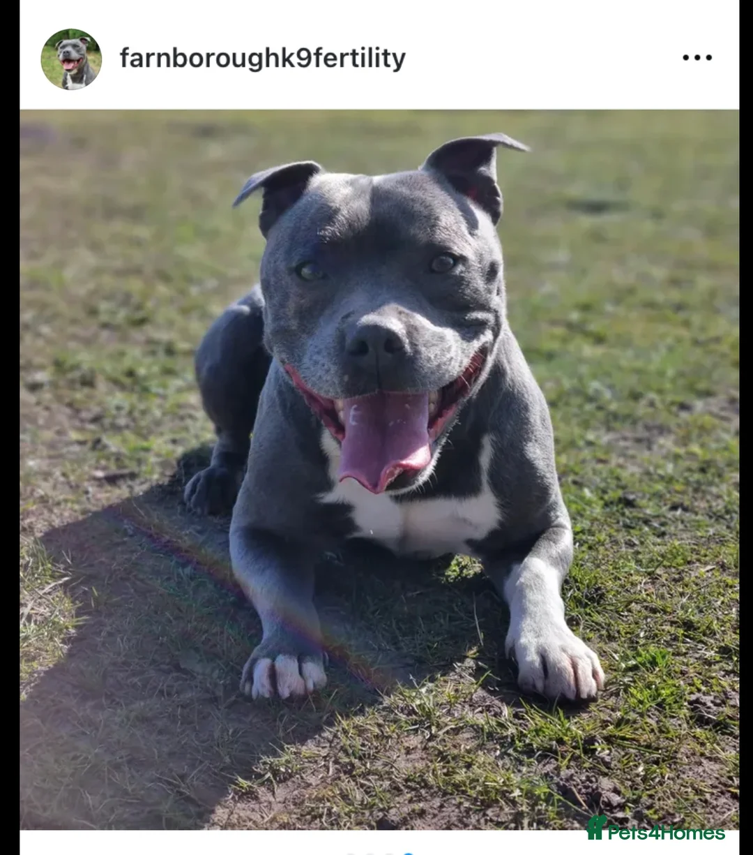 Staffordshire Bull Terrier dogs for stud: Proven Staffordshire Bull Terrier for stud in Farnborough - Advert 9