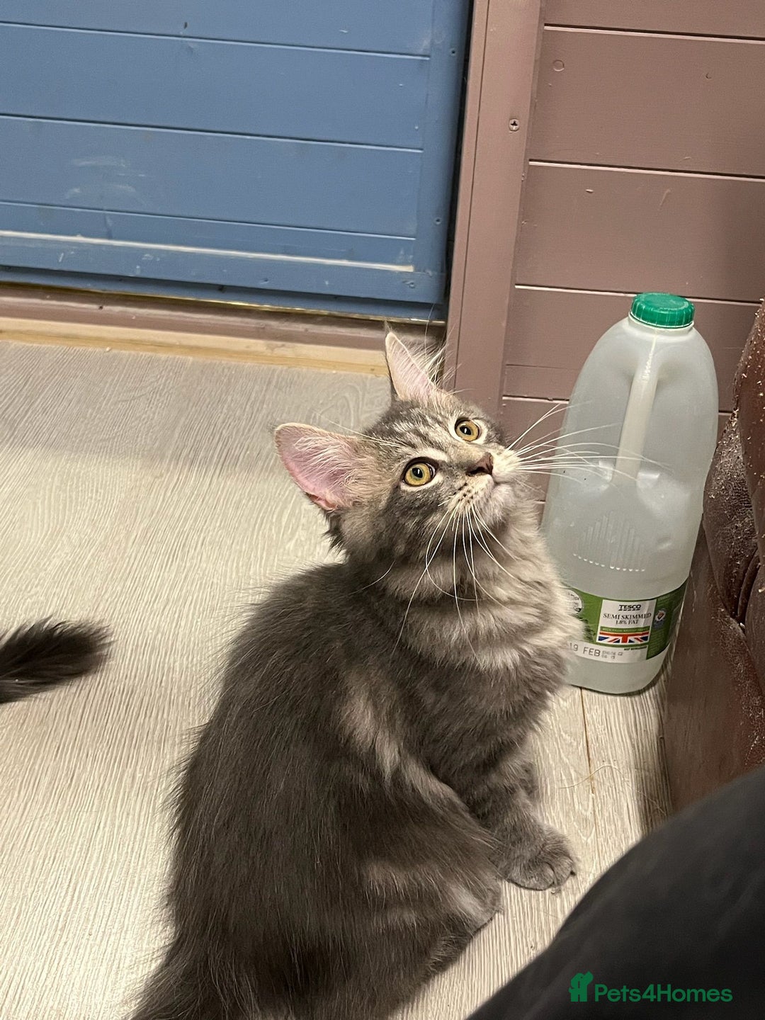Maine Coon cats for sale: 2 Maine Coon Boys Ready To Go! - Image 13