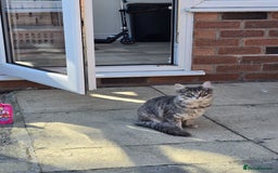 Mixed Breed cats for sale: Darcy looking for her forever home  - Image 14