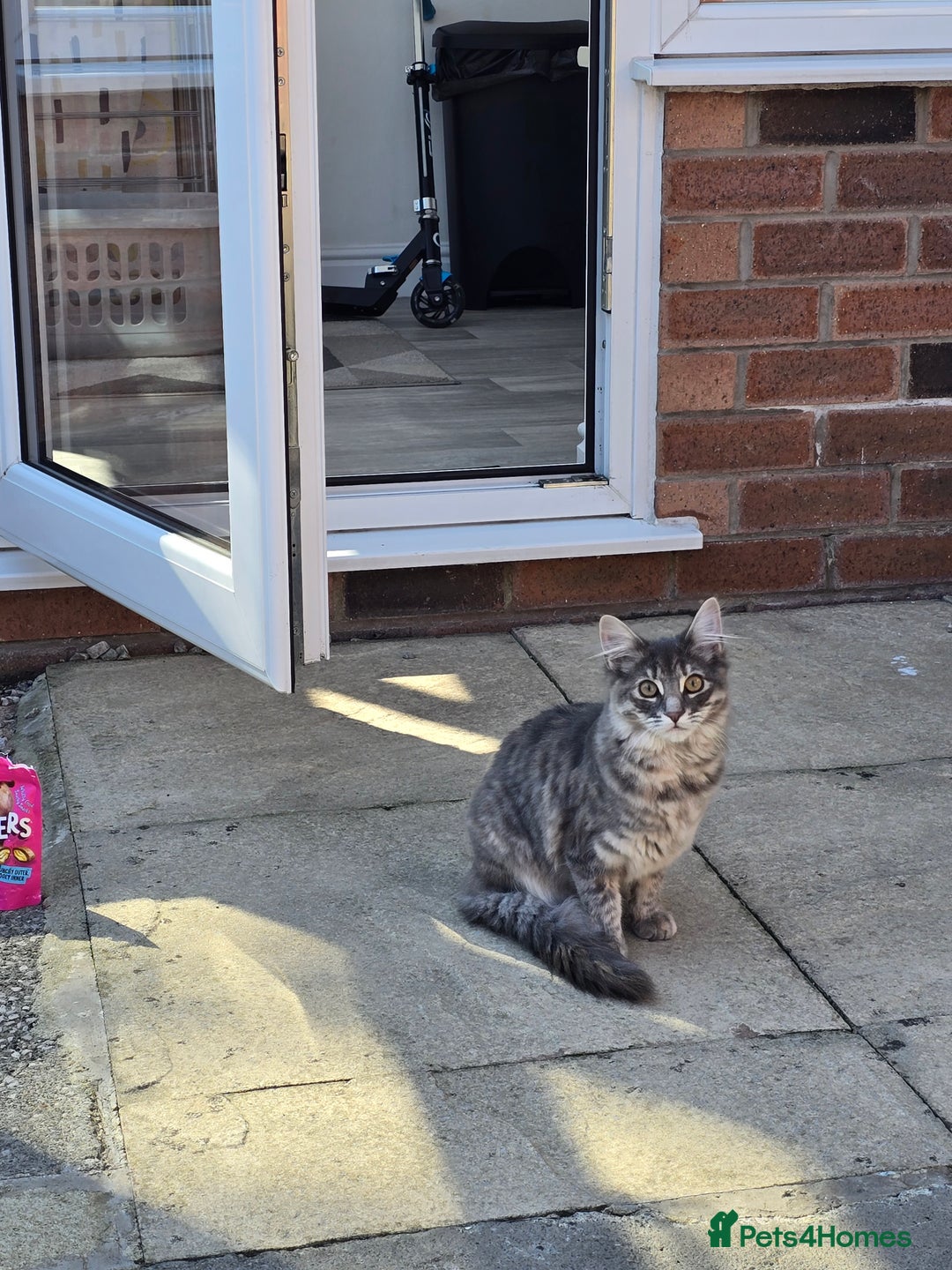 Mixed Breed cats for sale: Darcy looking for her forever home  - Image 14