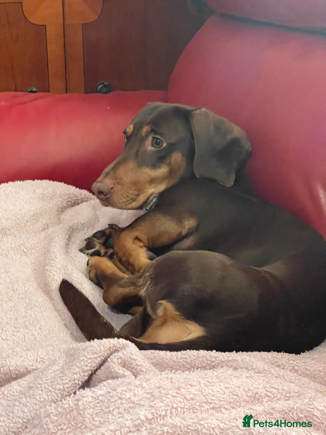 Dachshund dogs for sale: Male Dachshund chocolate and tan 2 years old  - Advert 1