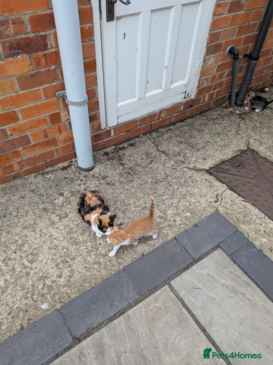 Mixed Breed cats for sale: Kittens for sale  - Image 7