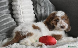 Cavapoo dogs for sale: F1b Cavapoo Puppies – DNA Tested in Rugby - Image 12