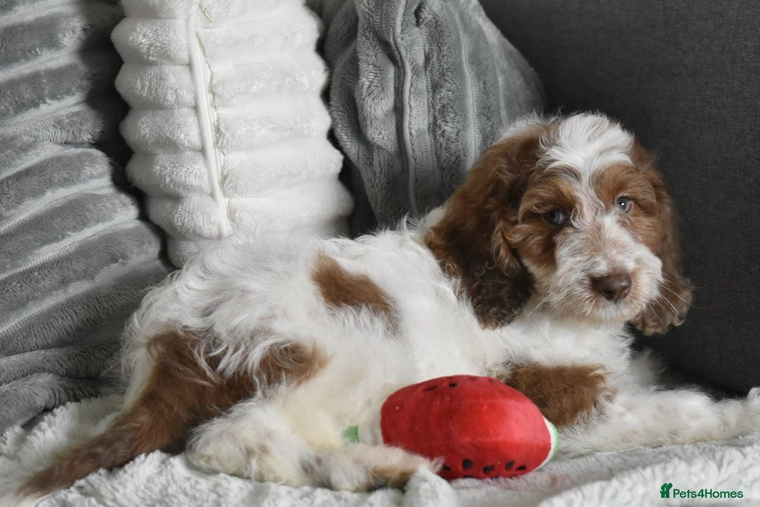 Cavapoo dogs for sale: F1b Cavapoo Puppies – DNA Tested in Rugby - Image 12