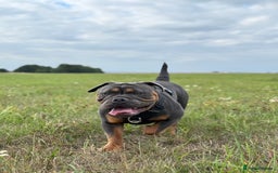 Olde English Bulldogge dogs for sale: Bulldog  - Image 2