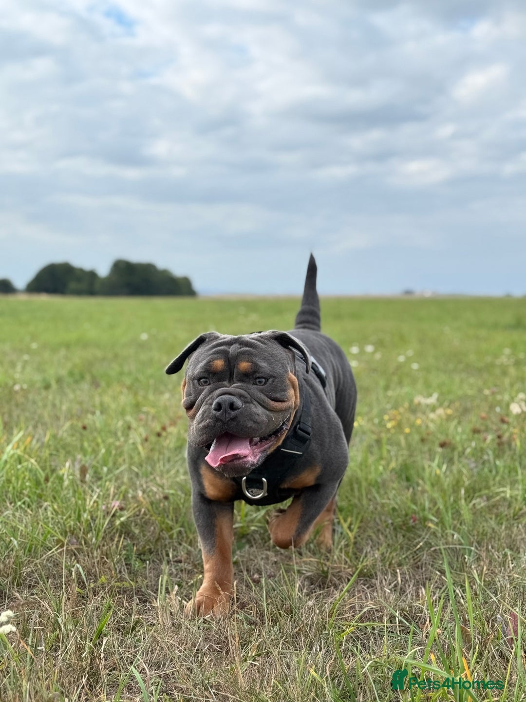 Olde English Bulldogge dogs for sale: Bulldog  - Image 2