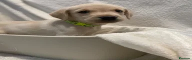 Light Green Collar 