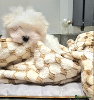 Maltese dogs - Advert 5